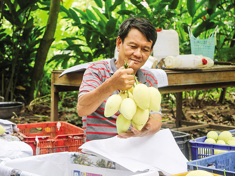 Cần liên kết để tạo ra sản lượng lớn