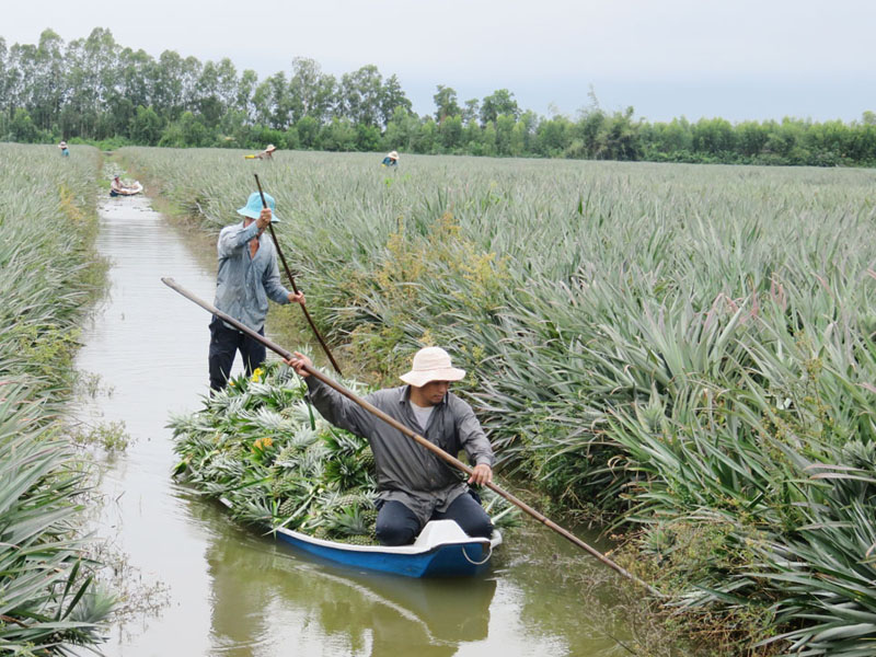Kỳ 1- Đồng Tháp Mười ngày mới: Đổi thay trên vùng "rốn lũ" Tiền Giang