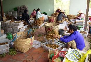 Cơ hội mới cho nhãn tiêu da bò