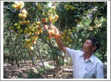 Chôm chôm Tân Phong lên mạng