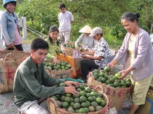 Phát triển trái cây Việt Nam: Không thể nói suông!