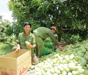 Sản xuất trái cây: Mỏi mòn chờ “nhạc trưởng”
