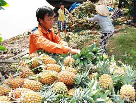 Kỳ I: Đồng Tháp Mười ngày mới: Đổi thay trên vùng "rốn lũ" Tiền Giang