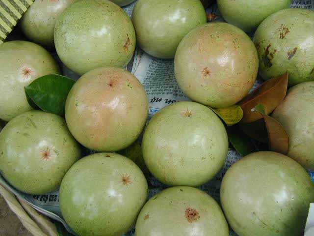 Mỹ chính thức nhập khẩu vú sữa của Việt Nam