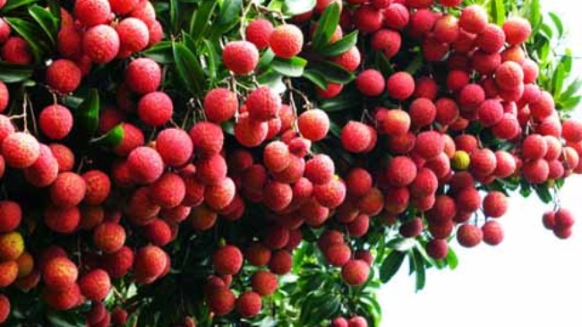Chuẩn bị xuất khẩu trái vải sang Mỹ, Úc