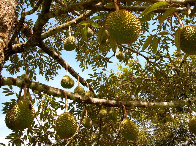 Ban hành Quy trình kỹ thuật quản lý bệnh Phytophthora hại sầu riêng