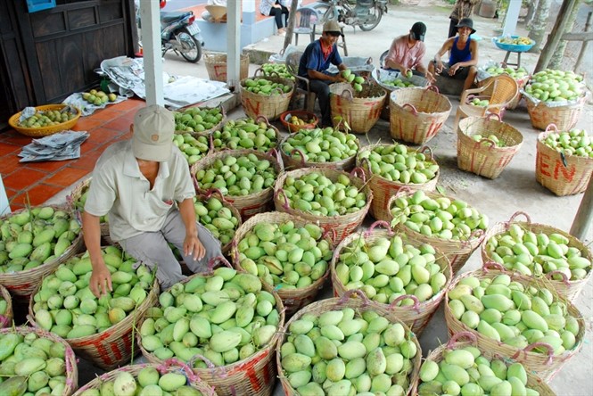 Tìm giống cây ăn quả chống chịu hạn, mặn