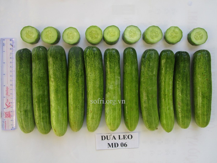 Giống dưa leo F1 MĐ06
