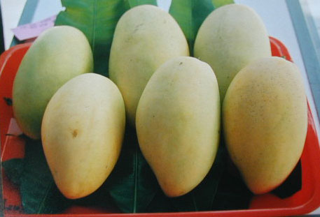 Xoài Cát Hòa Lộc