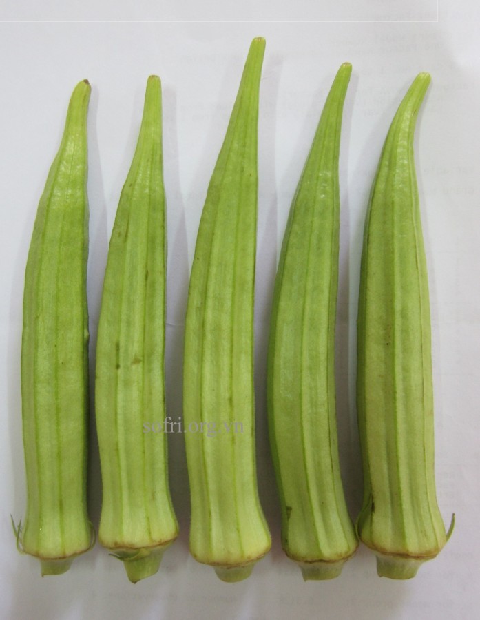 Giống đậu bắp lai LĐ8