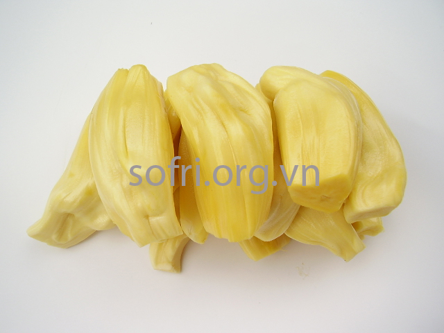 Giống mít ta MĐN064