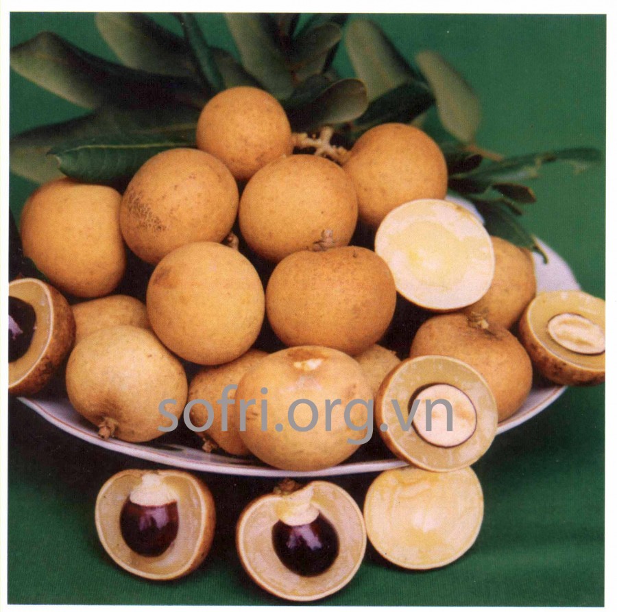 Nhãn xuồng cơm vàng NXCVT20