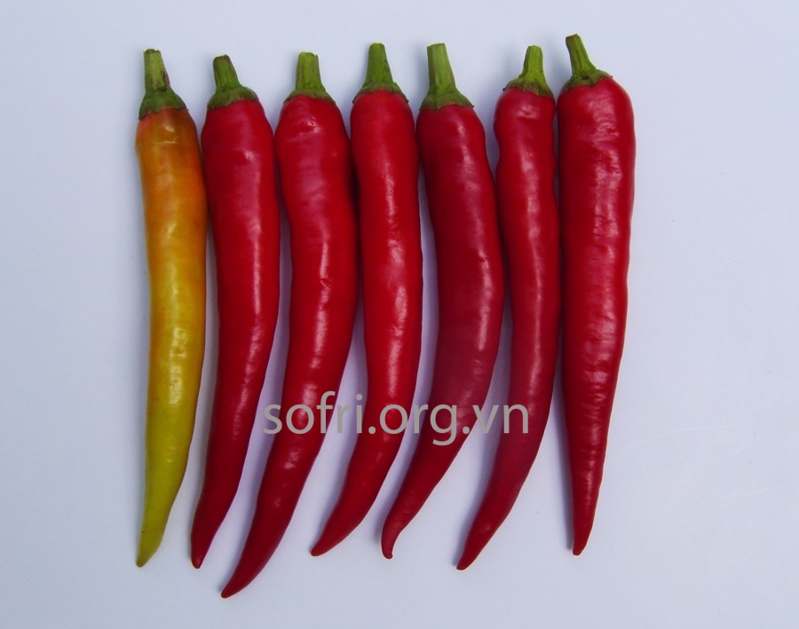 Giống ớt lai Long Định 3 (LĐ3)