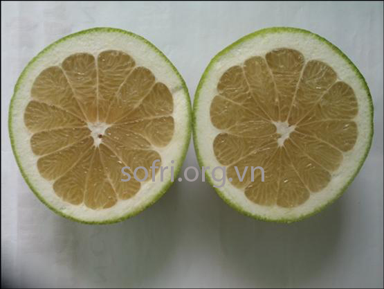 Giống bưởi Đường lá cam ít hạt LĐ4
