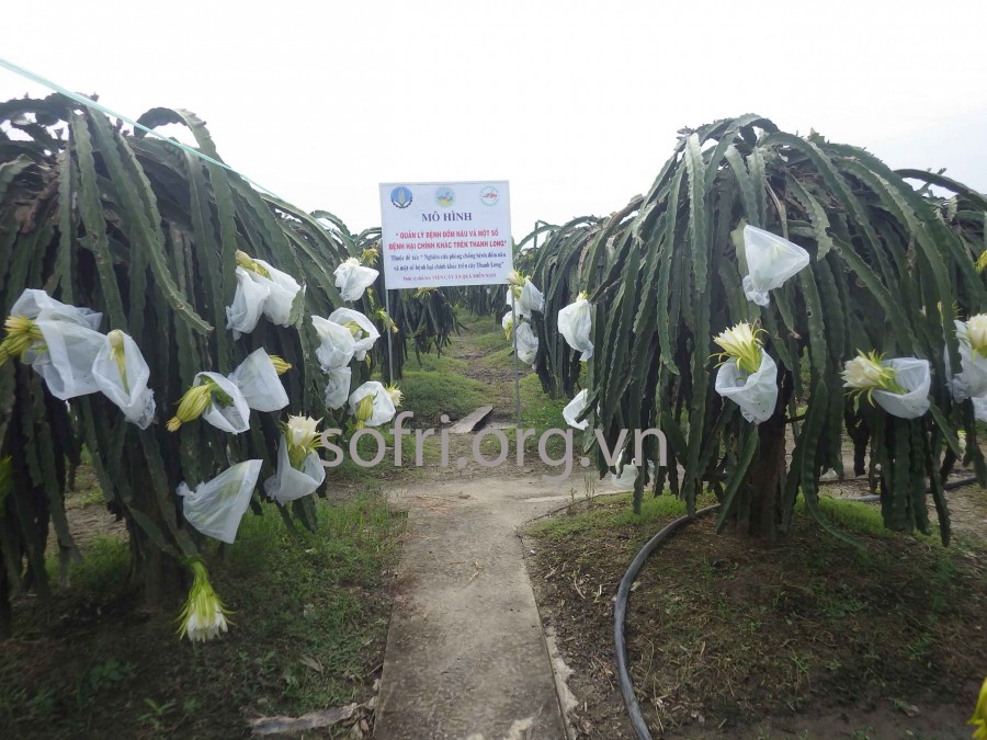Quy trình phòng trừ tổng hợp bệnh đốm nâu (Neoscytalidium dimidiatum) thanh long.