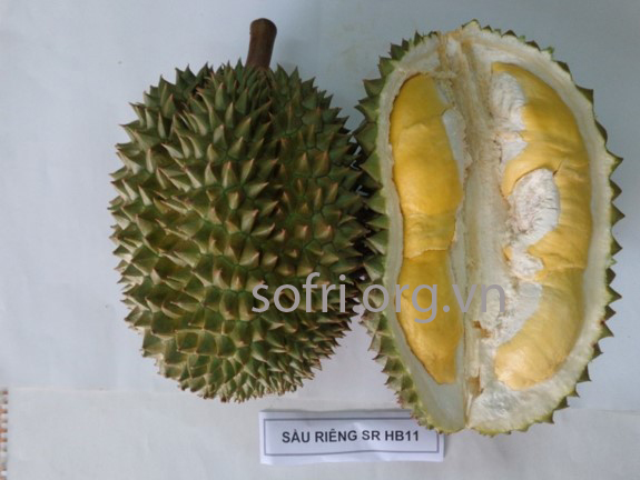Sầu riêng SRHB11