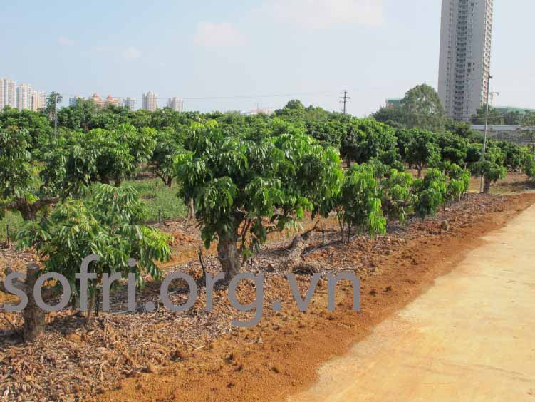 Nhãn trồng tại Quảng Tây, Trung Quốc