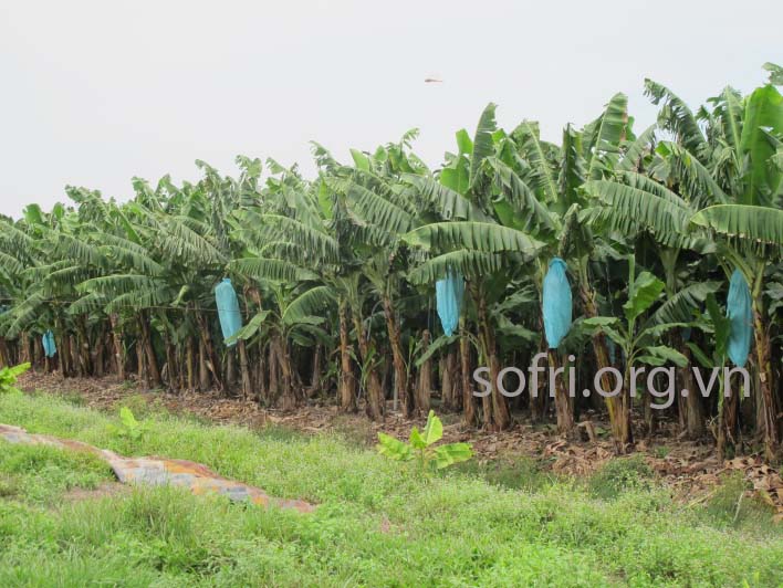 Tranh trại trồng chuối ở Long An