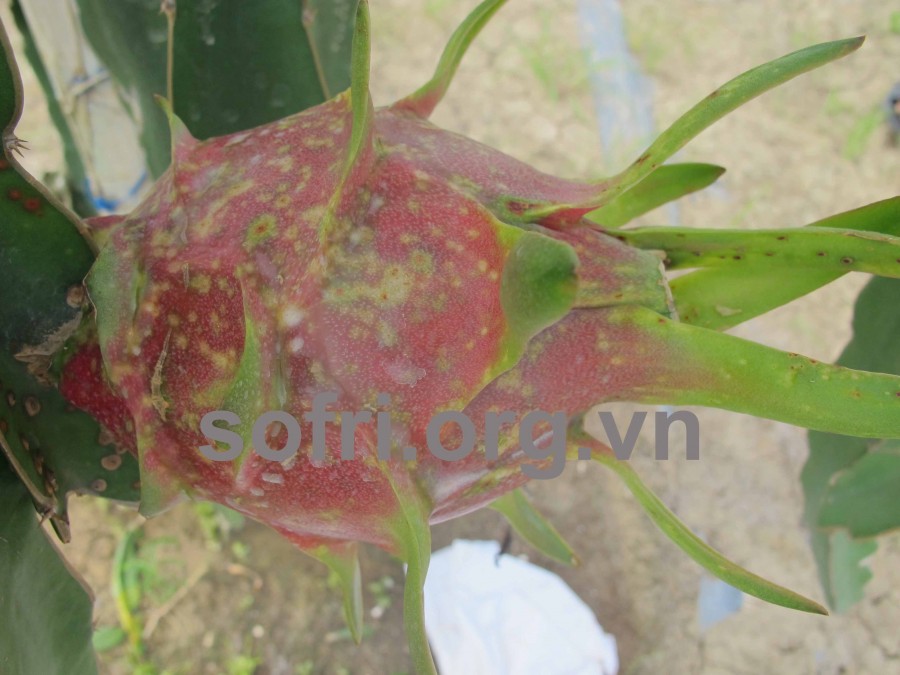 Triệu chứng bệnh đốm nâu trên trái
