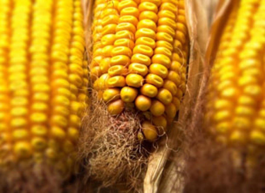 Bayer CropScience khai trương phòng thí nghiệm hạt giống ở Singapore