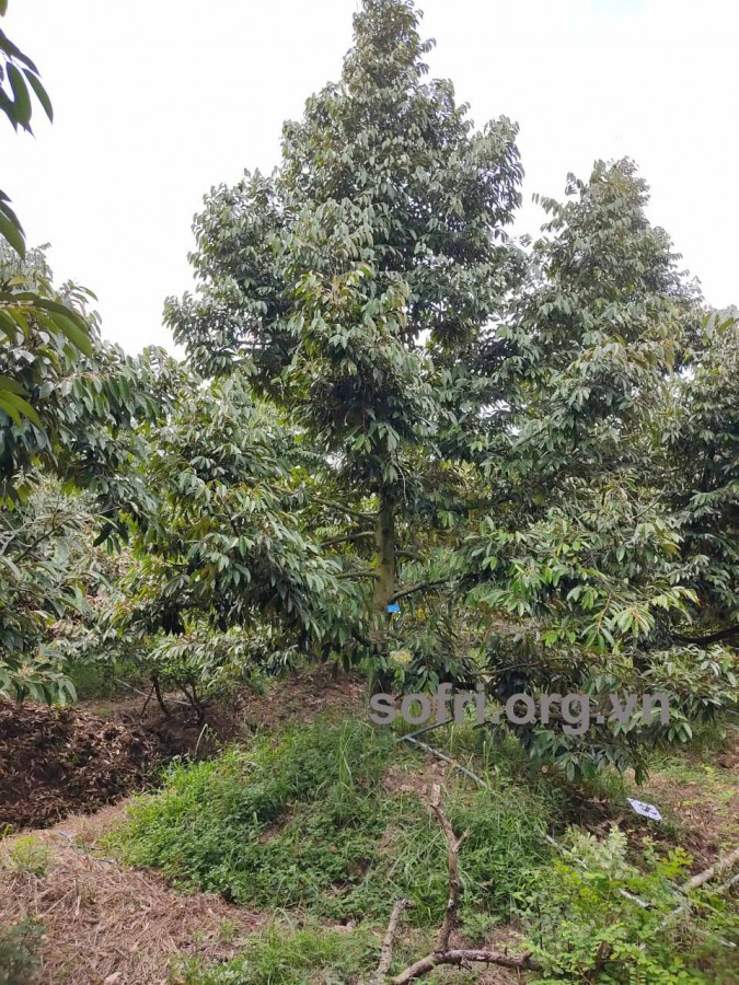 Cây sầu riêng phục hồi sau hạn mặn