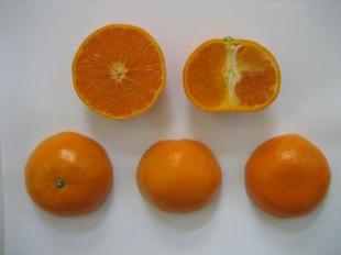 Ra đời chanh ngọt, ít hạt