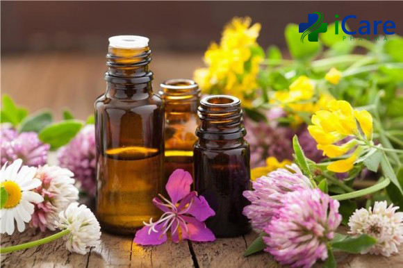 Phương pháp mới làm tăng sản lượng cây tinh dầu