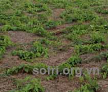 Một số kỹ thuật cần lưu ý trong canh tác cây khoai mỡ vùng Đồng Tháp Mười