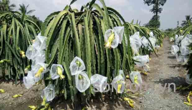 Hướng dẫn kỹ thuật bao quả thanh long