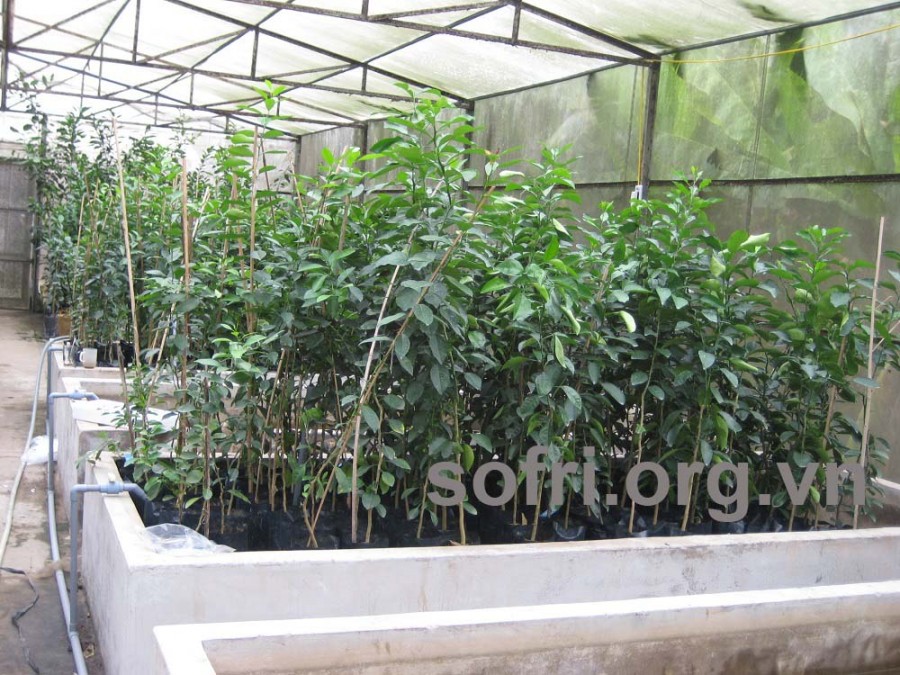 Kết quả chọn lọc các dòng/giống cây ăn quả chống chịu với điều kiện bất lợi của môi trường