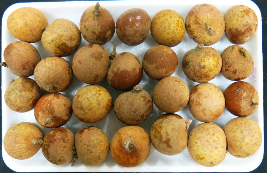 Nhãn Edor thối hỏng sau thu hoạch