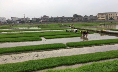 Thuốc diệt cỏ dại thông thường làm tăng hoạt động của vi khuẩn kháng thuốc kháng sinh
