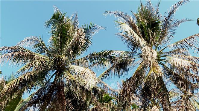 Bến Tre: Sâu đầu đen hại dừa lây lan cực nhanh