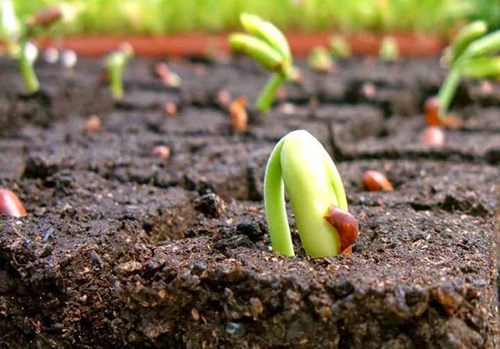 VI KHUẨN GIÚP CÂY TRỒNG SINH TRƯỞNG TỐT HƠN