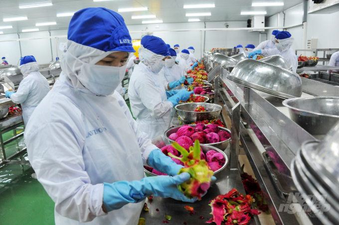 Chế biến thanh long tại Cty Lavifood ở Long An. Ảnh: Lê Hoàng Vũ.