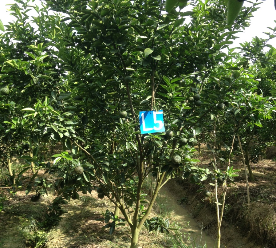 MỘT SỐ LƯU Ý TRONG SẢN XUẤT CAM SÀNH TRÊN ĐẤT RUỘNG