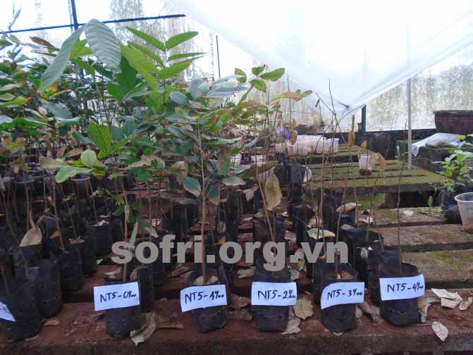 KẾT QUẢ BƯỚC ĐẦU ĐÁNH GIÁ CÁC DÒNG/GIỐNG CHÔM CHÔM CHỐNG CHỊU MẶN TRONG ĐIỀU KIỆN NHÀ LƯỚI