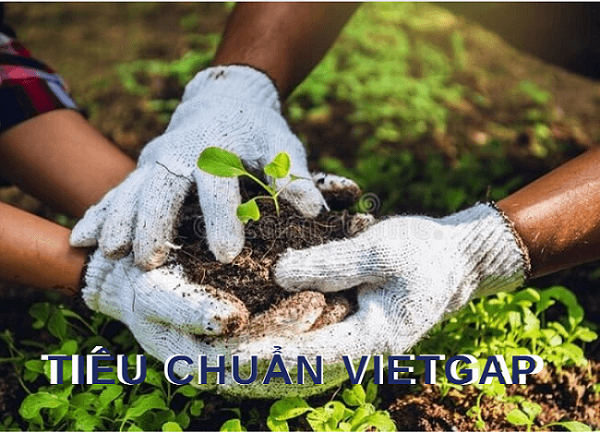MỘT SỐ LƯU Ý SỬ DỤNG THUỐC BẢO VỆ THỰC VẬT TRONG SẢN XUẤT CÂY ĂN QUẢ THEO TIÊU CHUẨN VietGAP