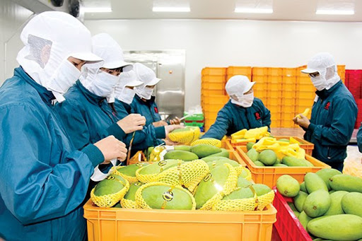 XUẤT KHẨU RAU QUẢ NĂM 2020 VÀ NHẬN ĐỊNH NĂM 2021