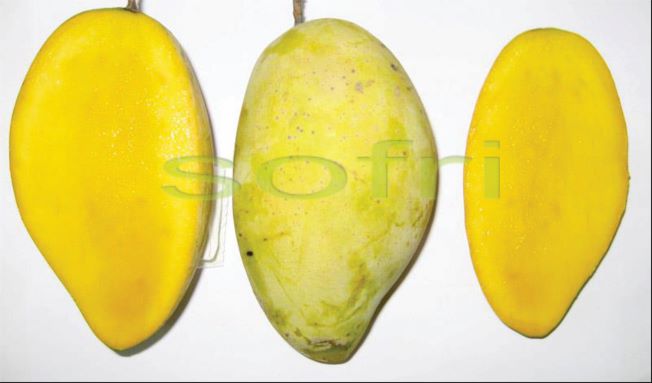 Viện Cây ăn quả miền Nam - là chỗ dựa tin cậy cho ngành sản xuất cây ăn quả của các tỉnh phía Nam