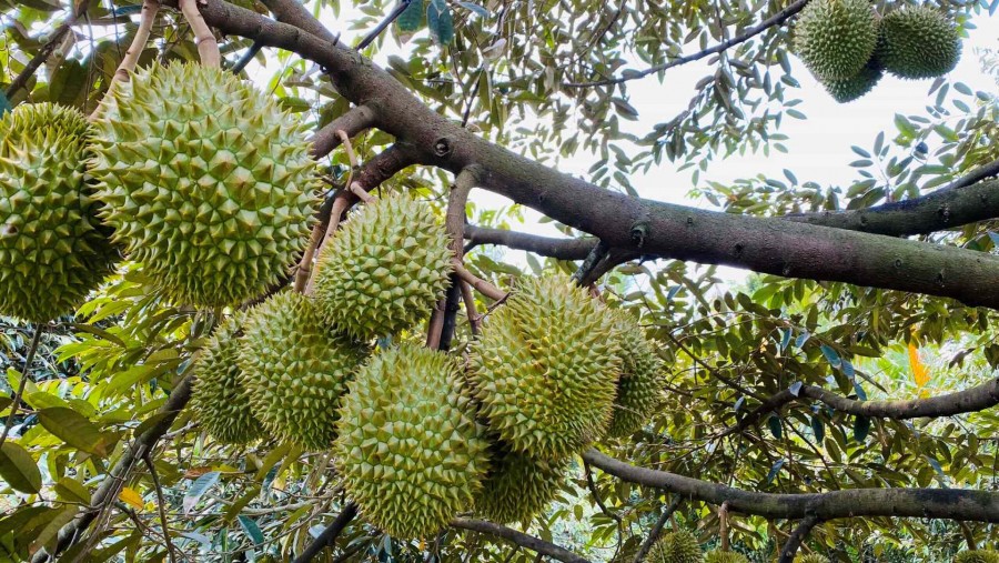 SẦU RIÊNG PHONG ĐIỀN ĐẮT HÀNG!