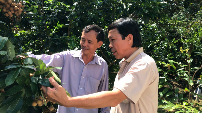 Nông dân gần xa tấm tắc khen giống nhãn LĐ11 ăn ngon, sai quả