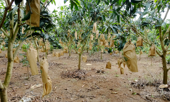 Nông nghiệp trách nhiệm nhìn từ sức khỏe cây trồng