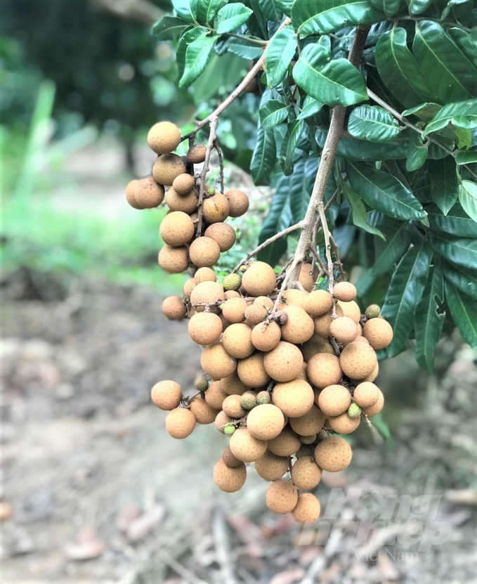 Kỳ 2: Giống nhãn, xoài kháng bệnh
