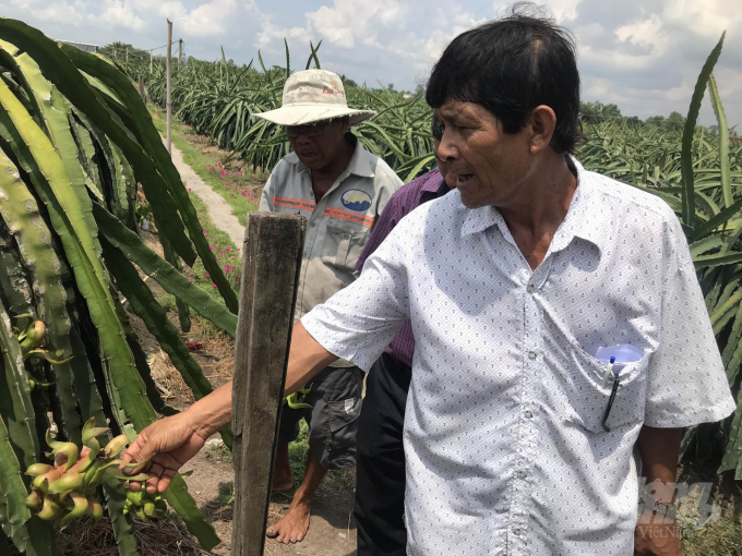 Chuyển đổi trồng thanh long mang lại hiệu quả gấp 2,2- 10 lần lúa ở xã Bình phú, huyện Gò Công Tây (Tiền Giang). Ảnh: MĐ
