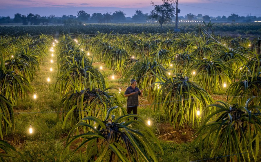 Báo nổi tiếng Mỹ viết về thanh long Việt Nam