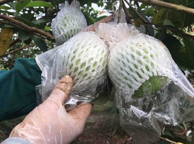 Trung Quốc yêu cầu bọc túi ni lông cho hàng khô xuất khẩu