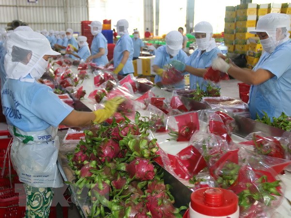 Xúc tiến, đẩy mạnh xuất khẩu thanh long sang Australia và New Zealand