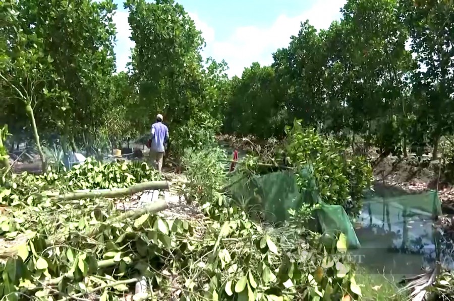 Nông dân vùng Đồng Tháp Mười ở Long An chặt mít Thái trồng “cây nhà giàu” đang sốt giá sình sịch