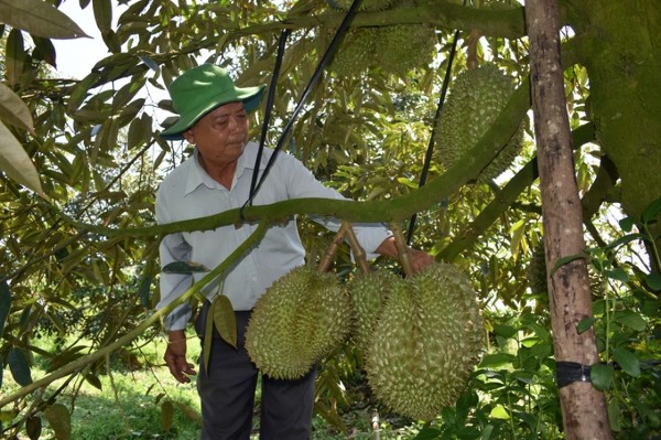 Bảo vệ bản quyền giống để nông sản bước ra biển lớn